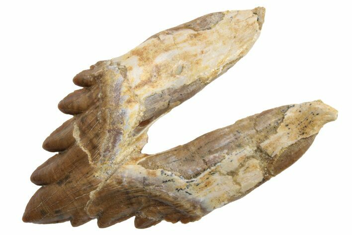 Fossil Primitive Whale (Basilosaur) Premolar Tooth - Morocco #225365